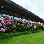 Hortensia multicolor