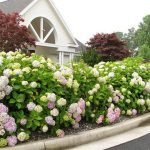 Valla de hortensias