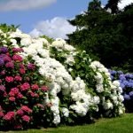 Hortensia en el jardin