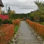 Cotoneaster en paisajismo