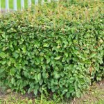 Arbusto Cotoneaster