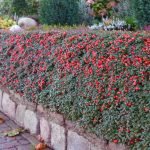 Bayas Cotoneaster