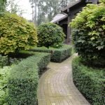 Cotoneaster brillante