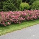 Spirea rosa