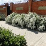 Valla Spirea