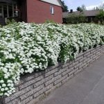 Spiraea en paisajismo