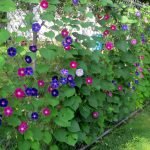 Ipomoea valla de enredadera