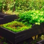 Cultivo de verduras en las camas.
