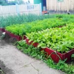 Cultivo de lechuga