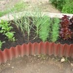 Cultivo de eneldo al aire libre