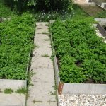 Métodos de cultivo de fresas