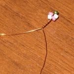 Hacer flores