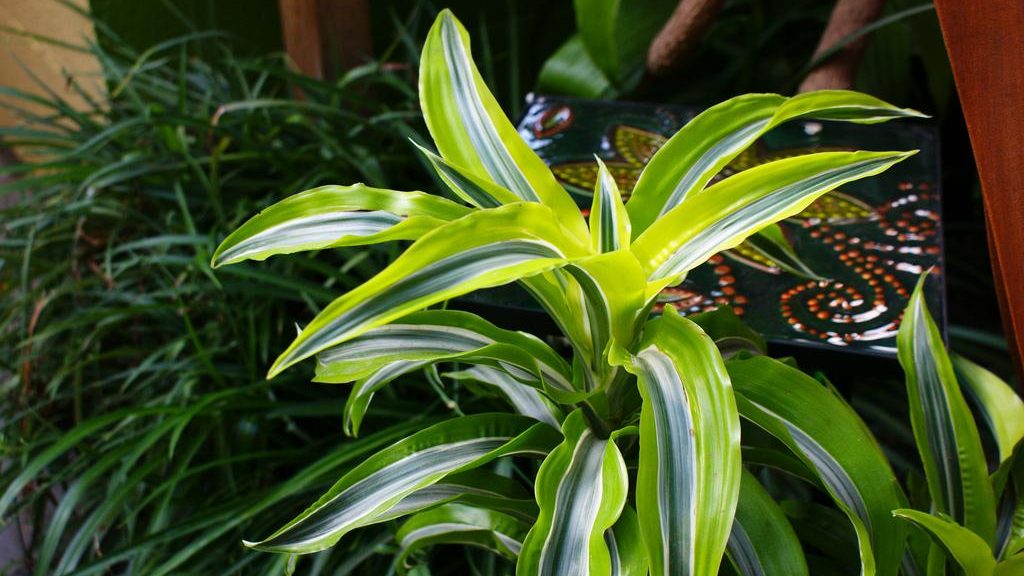 Flor de Dracaena