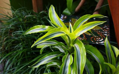 Cuidado apropiado de dracaena en casa