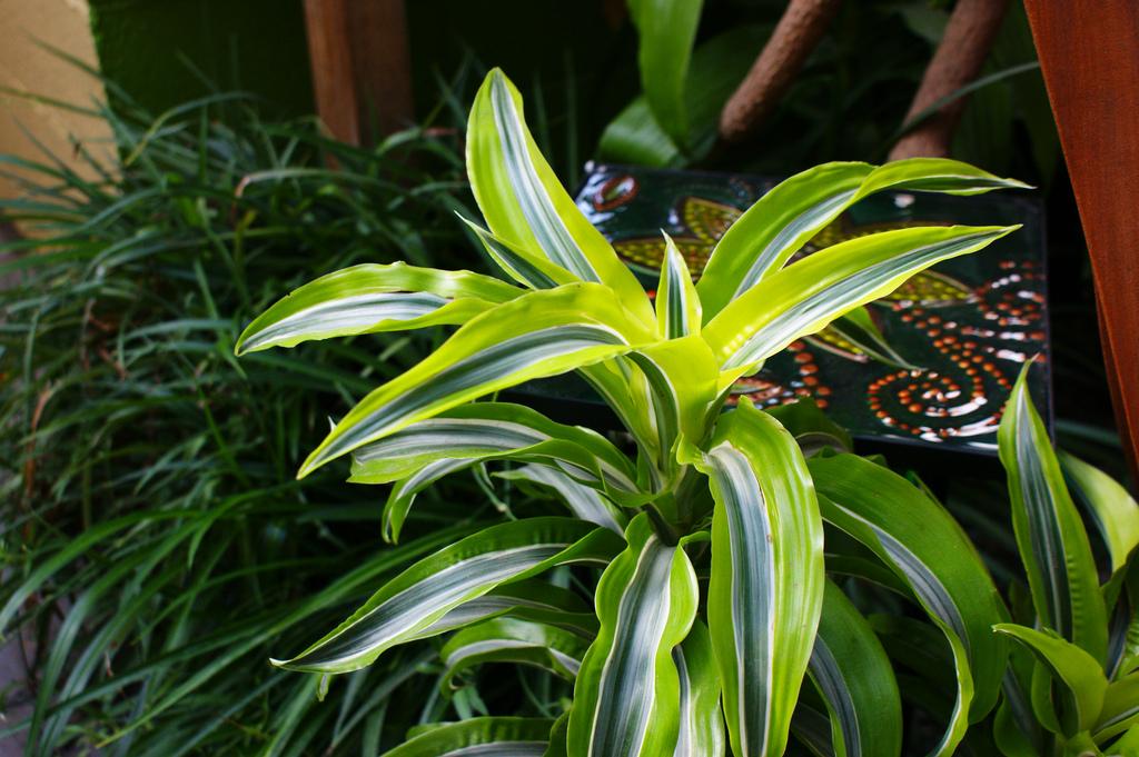 Dracaena cvijet