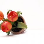 Tulipanes de porcelana fría