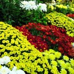 Masa de flores