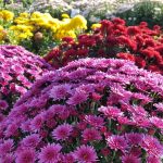 Abundancia de flores
