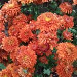 Arbusto de flores