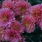 Cultivo de flores