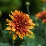 Flor de naranja