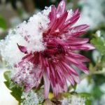 Flor en la nieve