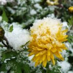 Nieve en flores