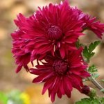 Rama de la flor