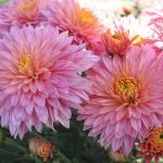 Crisantemo rosado