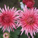 Flores talladas
