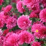 Arbusto de flores