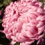 Flor grande