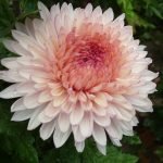 Flor grande