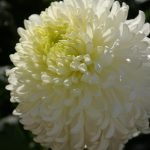 Flor delicada