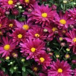 Flores brillantes