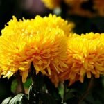 Flor amarilla
