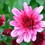 Flor rosa