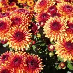 Flores brillantes