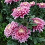 Arbusto de flores
