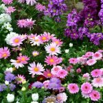 Flores en el jardin