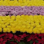 Flores brillantes