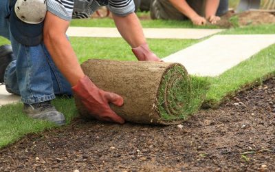 Cómo plantar un césped: la instrucción correcta