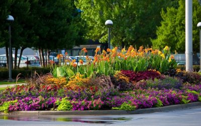 Macizos de flores perennes: esquemas de plantación con nombres de flores