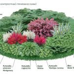 Esquema de parterres de plantas de sombra