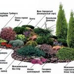 Esquema macizos de flores con coníferas