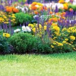 Plantas perennes en el macizo de flores