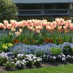 Macizo de flores con tulipanes