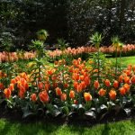 Macizo de flores con tulipanes