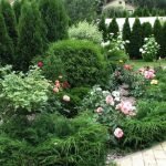 Plantas perennes para parterres