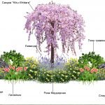 Sakura en paisajismo